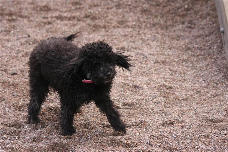 Toypuddel Sindy - Puhaaaa... Jeg blev hel våd af al den regn. billede 16