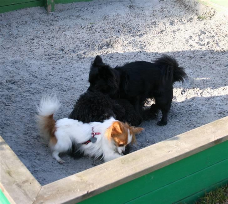 Toypuddel Sindy - Fluffy graver, Sindy snusser til Fluffy og Kenzo laver det frække på Sindy (3Some) billede 17