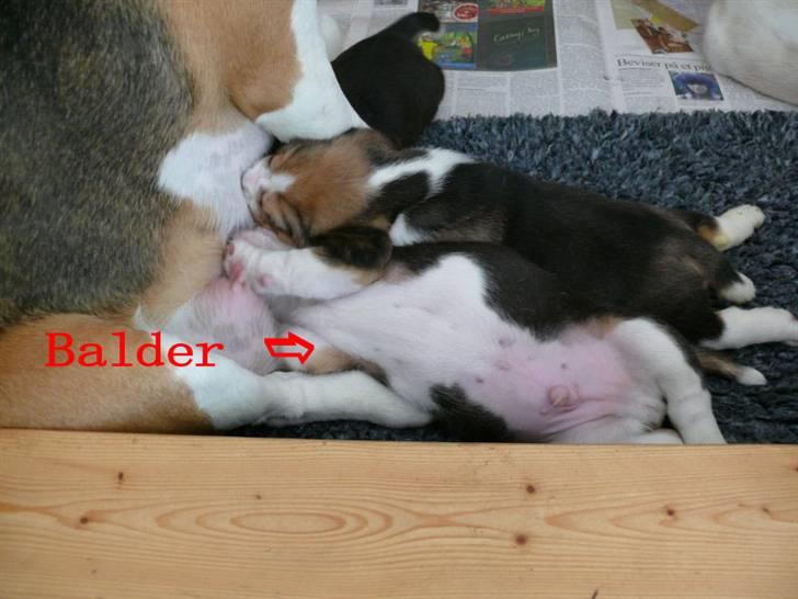 Beagle Balder billede 15