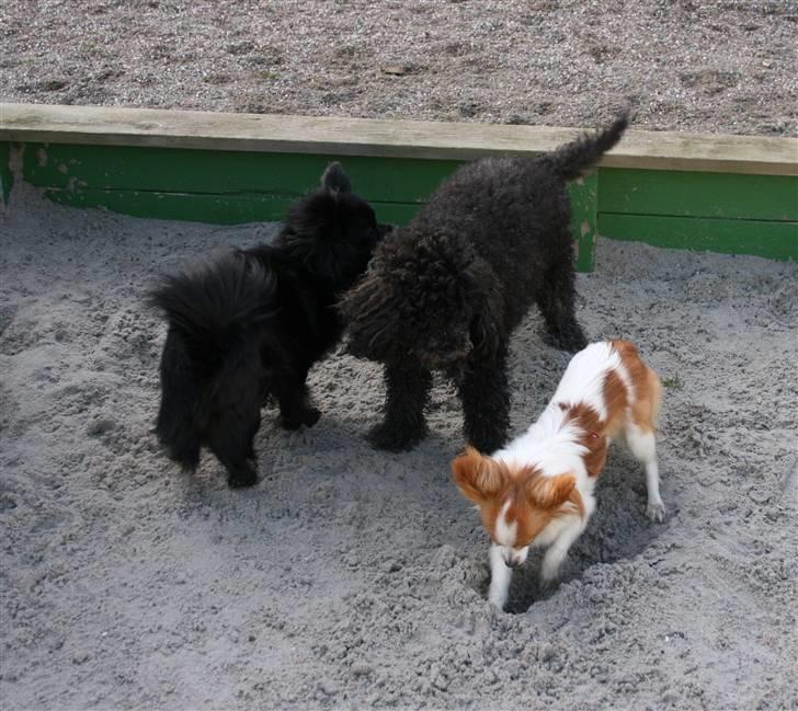 Toypuddel Sindy - ? Hvad laver du Fluffy ? billede 18