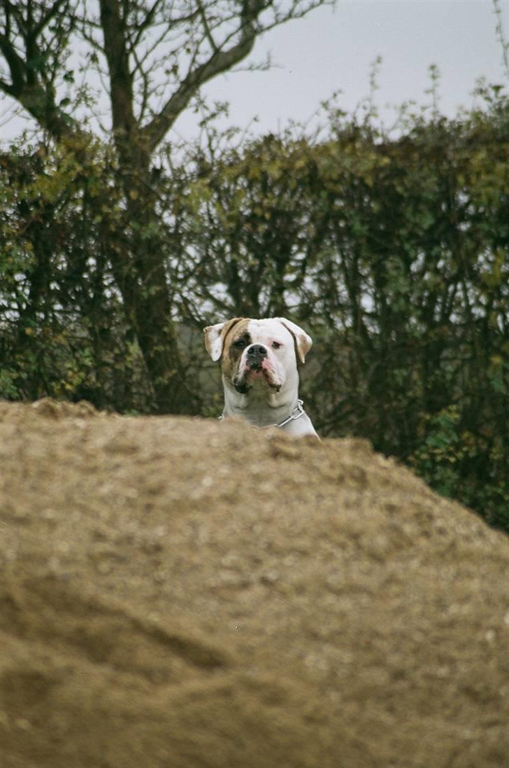 Amerikansk bulldog Mini Hanne billede 17