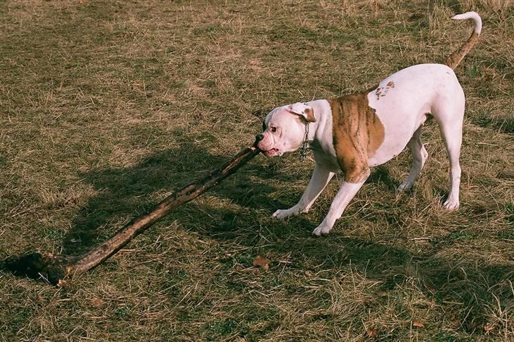 Amerikansk bulldog Mini Hanne billede 19