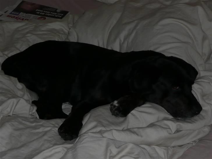 Labrador retriever Oskar the Bæver - Man putter altså bedst i en seng. billede 10