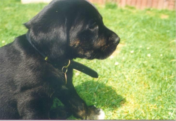 Labrador retriever Oskar the Bæver - Verden er meget stor når man er helt lille. billede 11