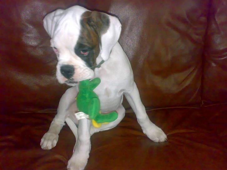 Boxer Hilmer billede 1