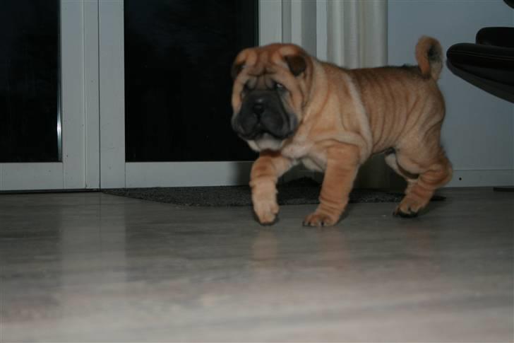 Shar pei Zulu billede 6