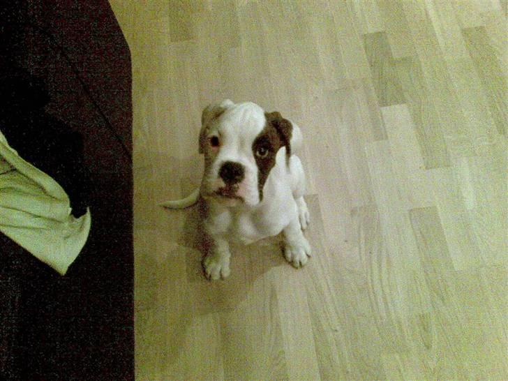 Boxer Hilmer billede 2