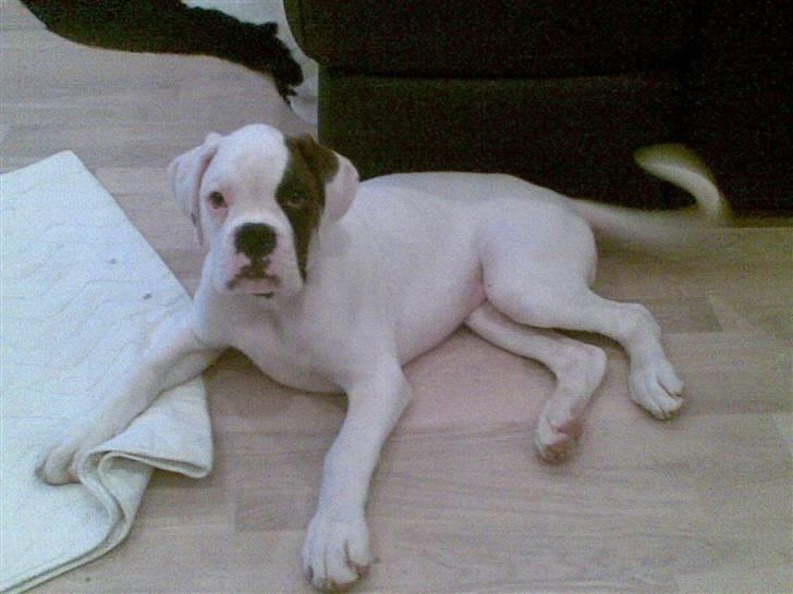 Boxer Hilmer billede 3