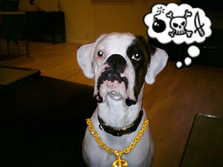 Boxer Hilmer billede 4