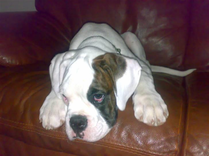 Boxer Hilmer billede 5