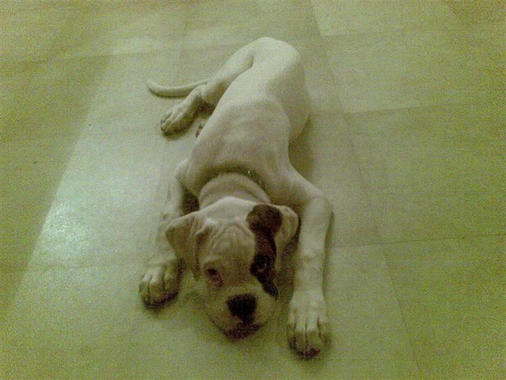 Boxer Hilmer billede 6