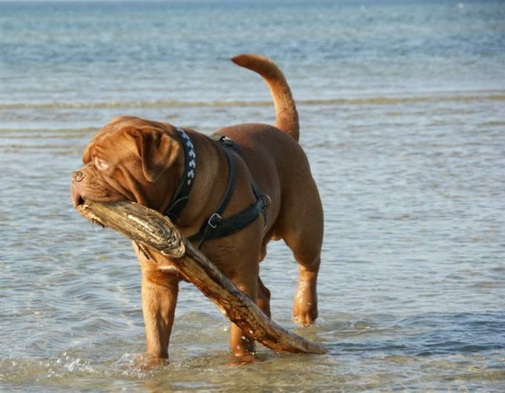 Dogue de bordeaux #Bufas# - Udstilling Odense 1ste plads Junior billede 19