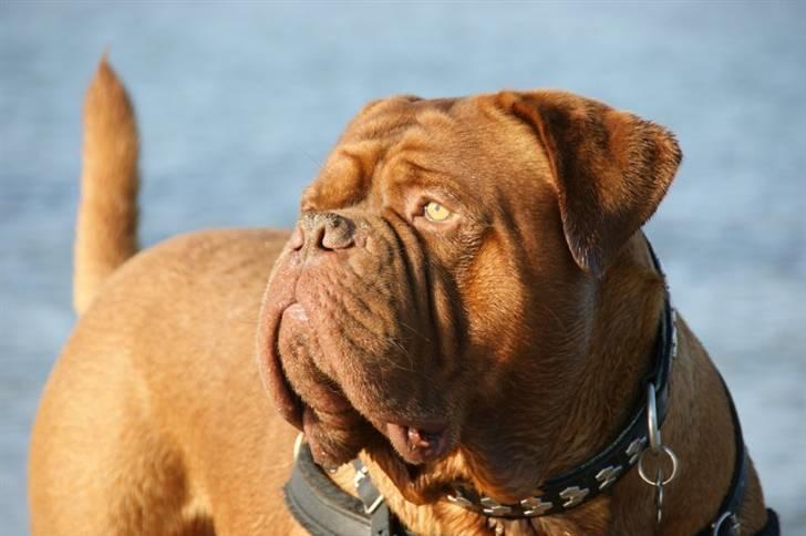 Dogue de bordeaux #Bufas# - Bufas første udstilling 17 feb 08 billede 20