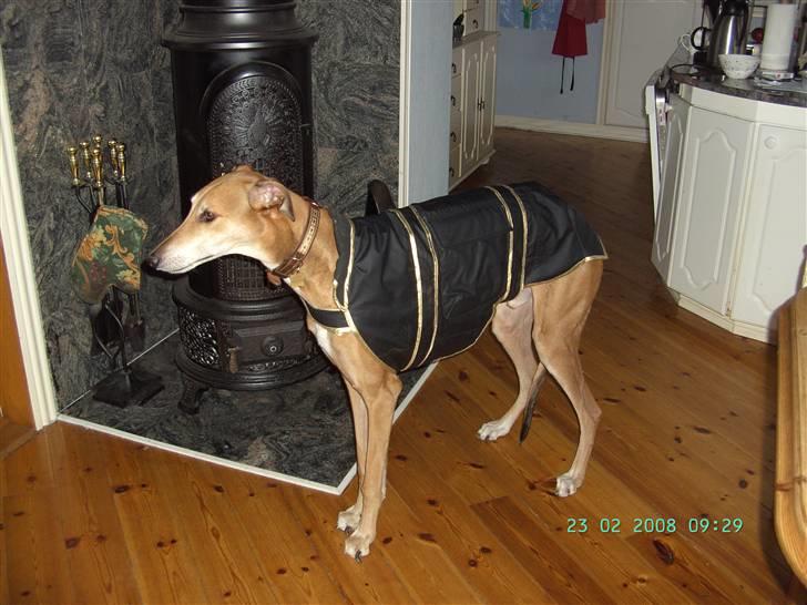 Greyhound Albert, død 2. aug. 2010  - Albert med "frakke" billede 13