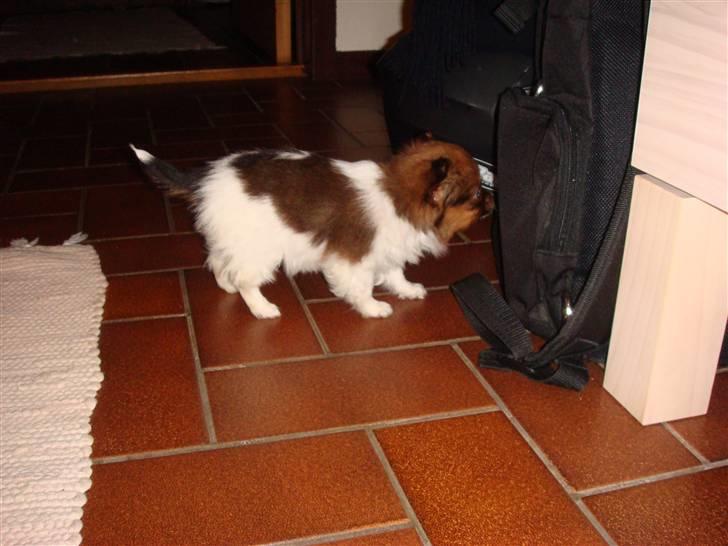 Blanding af racer Penny - Man må jo undersøge det hele.. billede 18