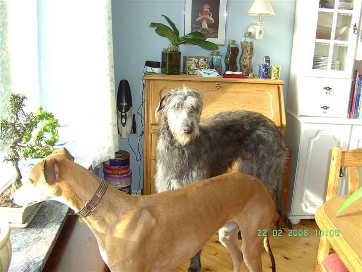 Skotsk hjortehund Arnold. Død 19. okt. 2012 - Arnold 10 mdr, sammen med Albert 8 år billede 9