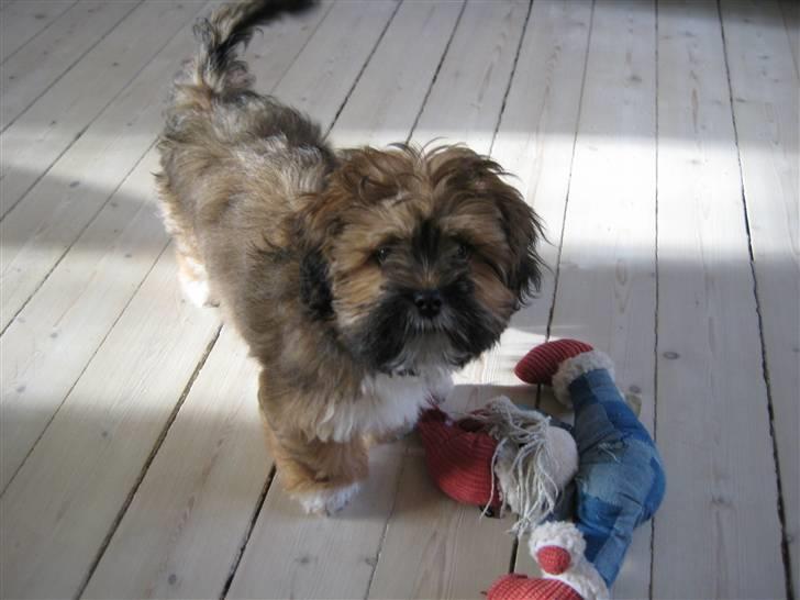 Lhasa apso Coco - Leger lige lidt med min yndlings nissebamse, som jeg desværre har bidt i mange stykker... Øv billede 8