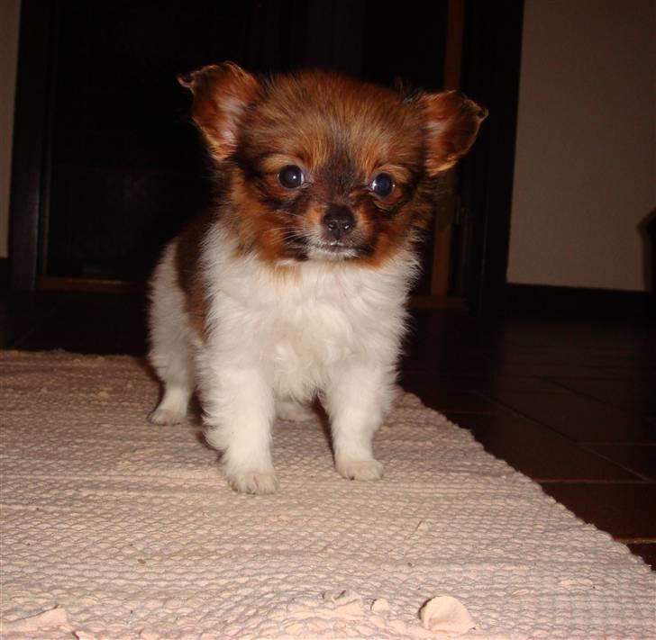 Blanding af racer Penny - Her er jeg så, en ny fremtid ligger for mine fødder. billede 19