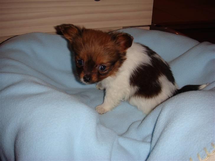 Blanding af racer Penny - I mit nye hjem, og jeg følte mig overraskende tryg lige fra starten. billede 20