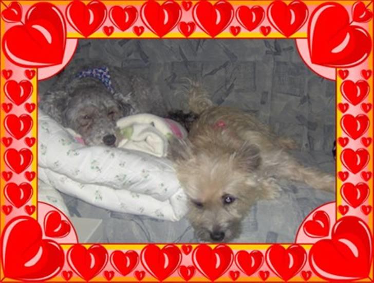 Cairn terrier mille - i love my dogs 4-ever!!! billede 11