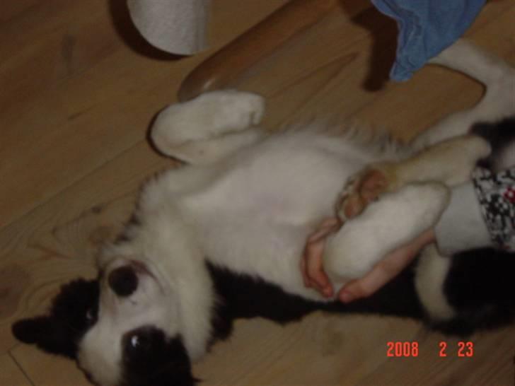 Border collie sack bortgivet savner dig billede 14