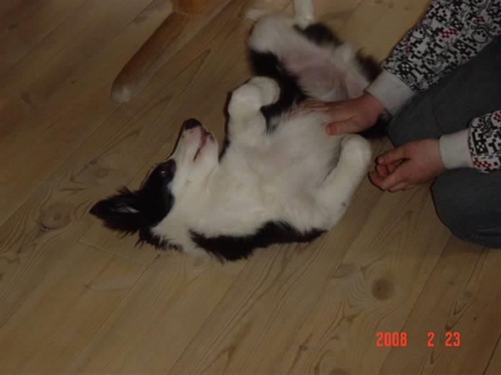 Border collie sack bortgivet savner dig billede 15