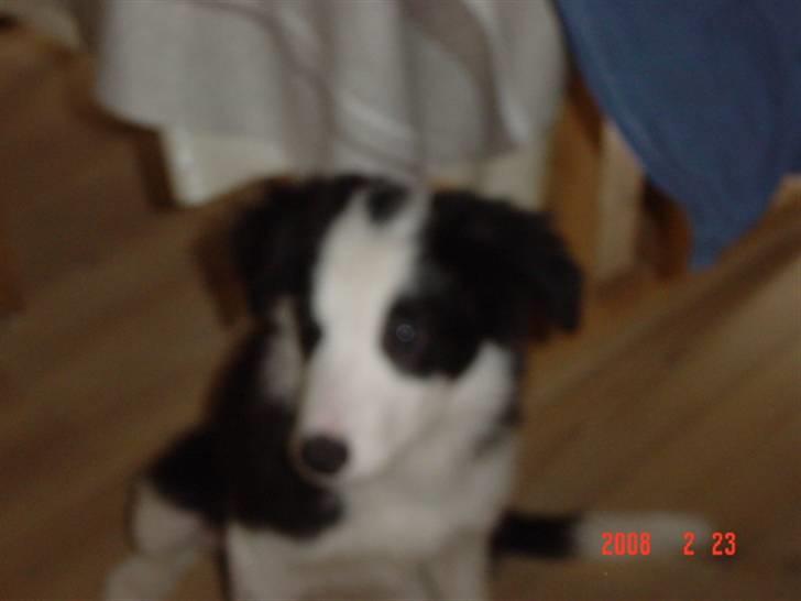 Border collie sack bortgivet savner dig billede 16