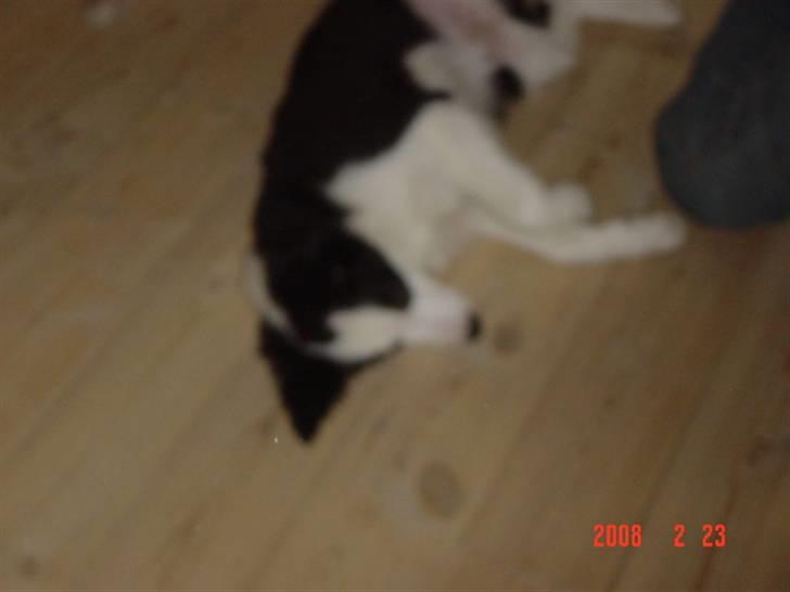 Border collie sack bortgivet savner dig billede 17