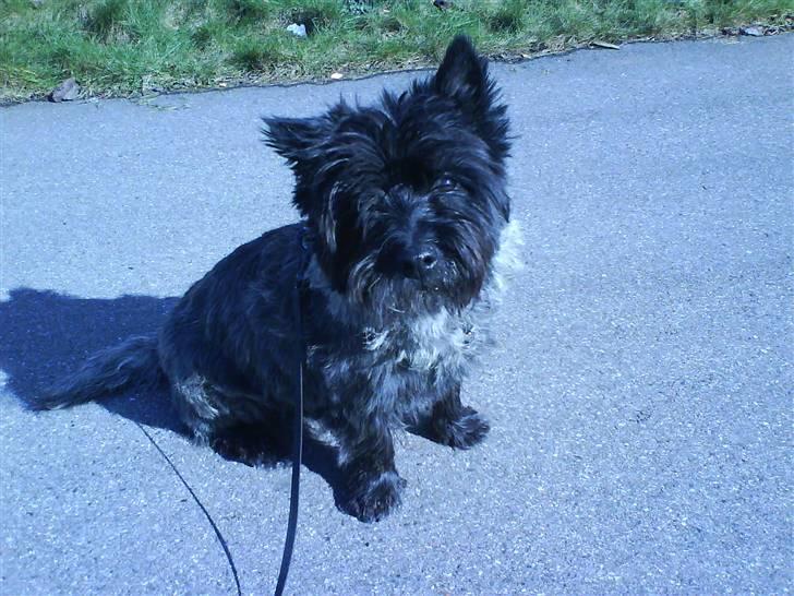 Cairn terrier Nud R.I.P - smil til verden og den smiler til dig =D billede 2