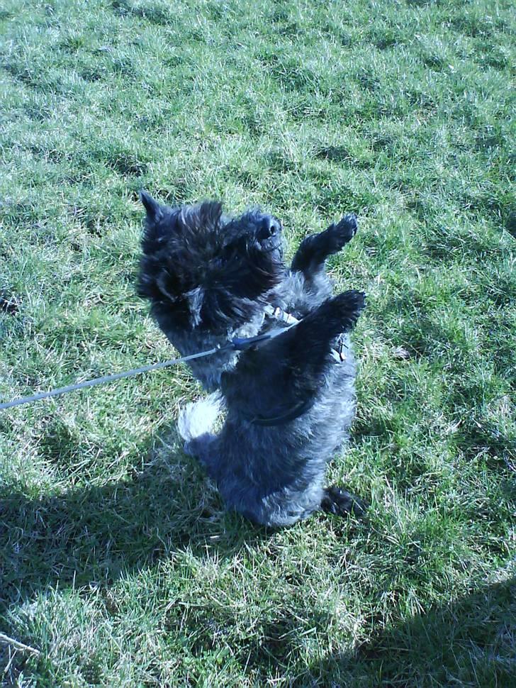 Cairn terrier Nud R.I.P - "Hænderne op!"  billede 3