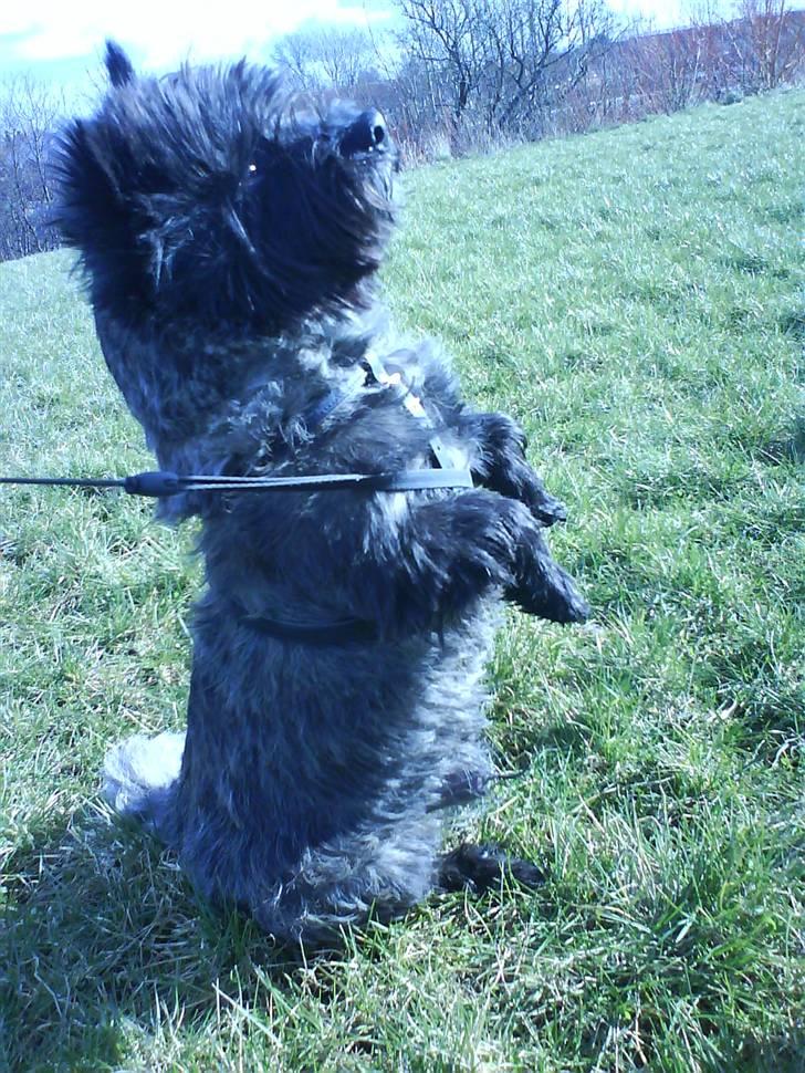 Cairn terrier Nud R.I.P - stejler XD billede 4