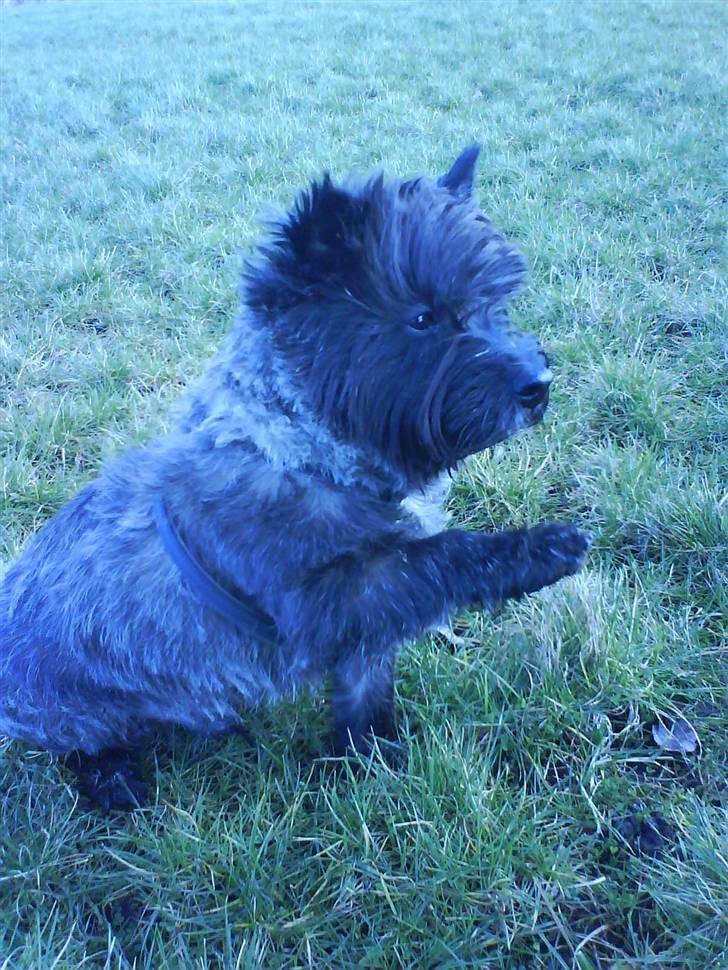 Cairn terrier Nud R.I.P - Ja jeg kan også sidde pændt... billede 5