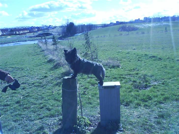 Cairn terrier Nud R.I.P - SE lige den holdning =P billede 6