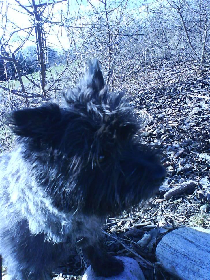 Cairn terrier Nud R.I.P - I profil billede 7