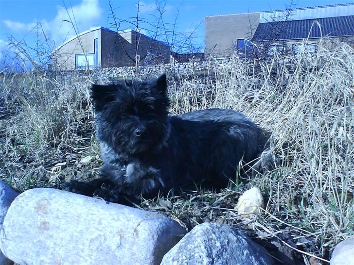 Cairn terrier Nud R.I.P - En lille slapper tage man ingen skade af billede 8