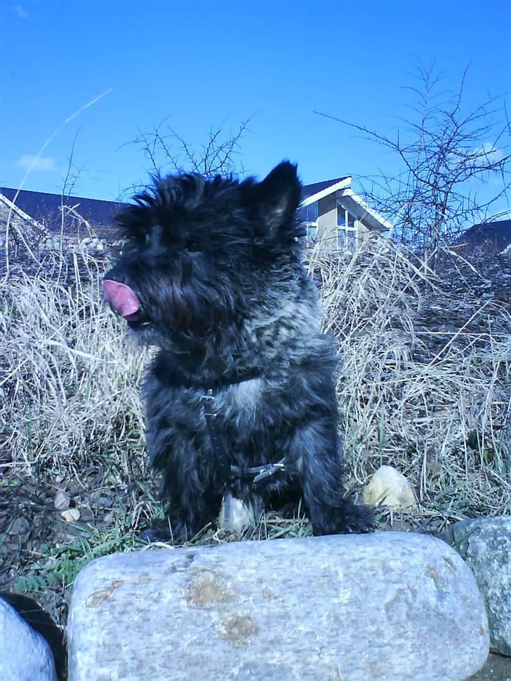 Cairn terrier Nud R.I.P - Gæder mig til den godbid =O billede 9