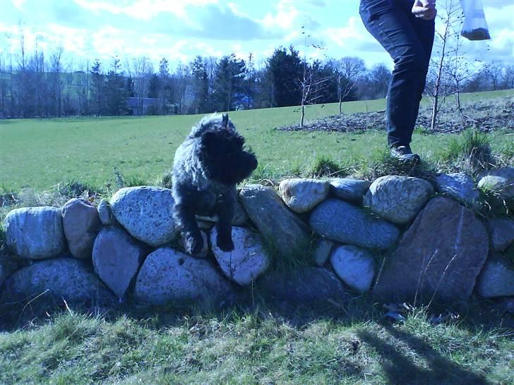 Cairn terrier Nud R.I.P - Nu springer jeg! billede 10