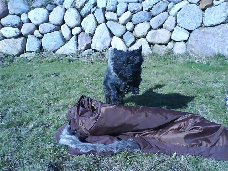 Cairn terrier Nud R.I.P - Hopper igen, elsker det C= billede 12