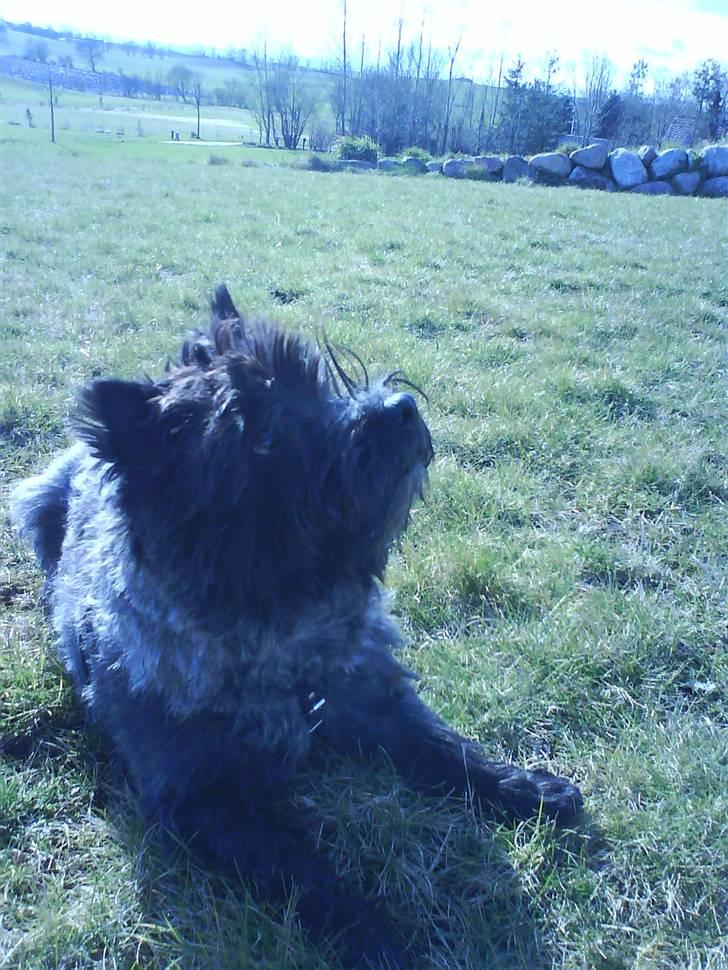 Cairn terrier Nud R.I.P - Flyv lille mariehøne og be om god vejr i morgen =) billede 13