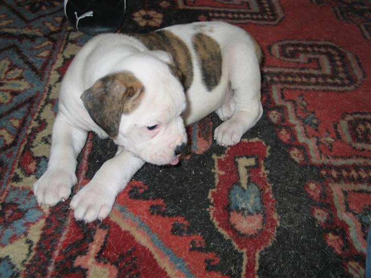 Amerikansk bulldog hannibal R.I.P - ej hvor er jeg træt jeg ligger mig bare her=) billede 15