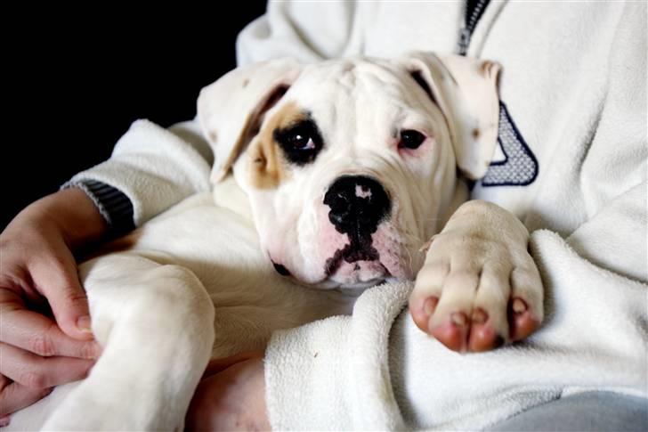 Amerikansk bulldog Lucy Lui billede 5