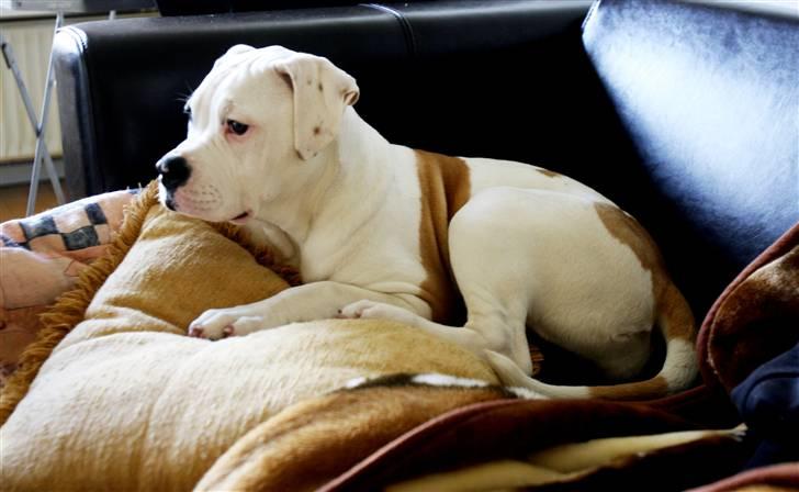 Amerikansk bulldog Lucy Lui billede 6