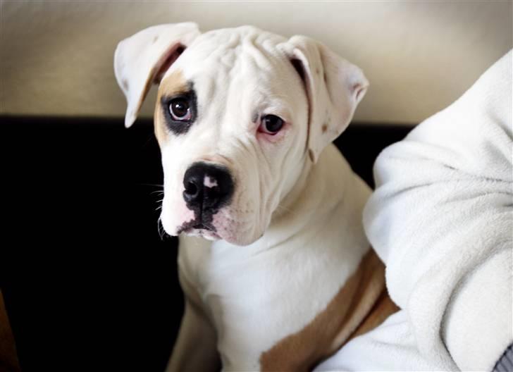 Amerikansk bulldog Lucy Lui billede 7