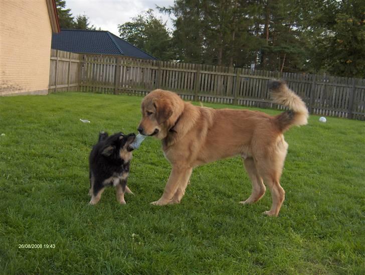 Tibetansk mastiff Monty - R.I.P. - Jeg slipper den ikke!! billede 13