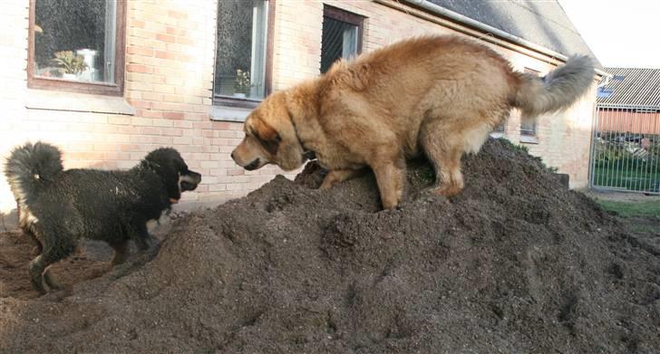 Tibetansk mastiff Monty - R.I.P. - Lige om lidt.... så fanger jeg dig!! billede 14