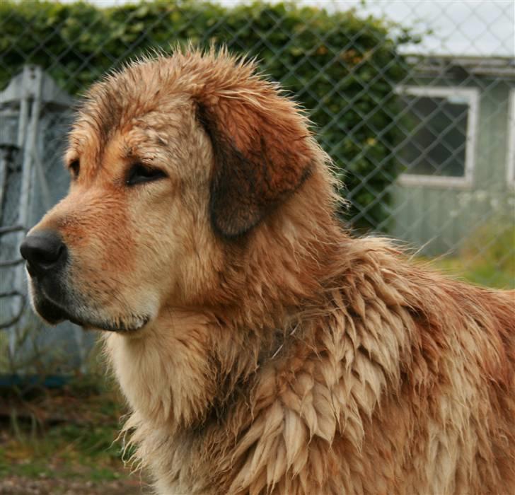 Tibetansk mastiff Monty - R.I.P. - Lidt pynter da.... eller hva´?? billede 15