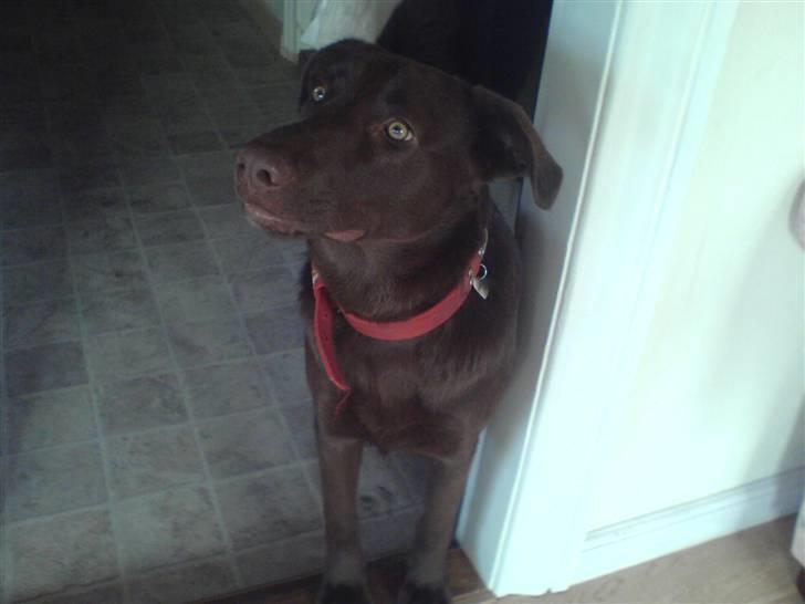 Blanding af racer Viktor <3 (R.I.P) billede 1