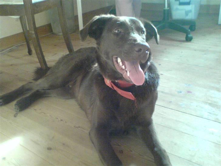 Blanding af racer Viktor <3 (R.I.P) billede 2