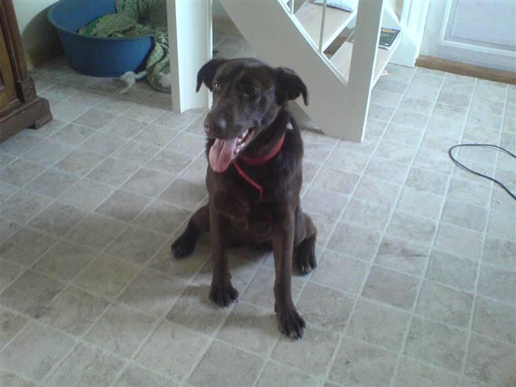 Blanding af racer Viktor <3 (R.I.P) billede 3