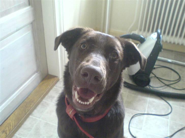 Blanding af racer Viktor <3 (R.I.P) billede 4